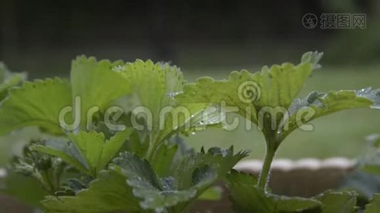 自制肉片放在木桌上，呈乡村风格。 复制空间视频