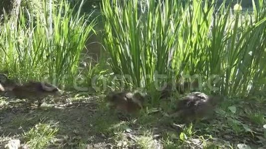 夏天阳光明媚的一天，鸭子和成年小鸭子在湖边的草地上嬉戏视频