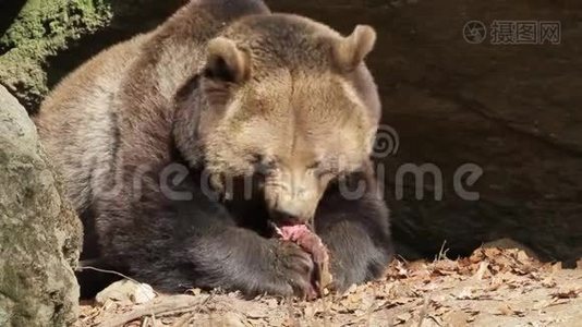 熊在猪窝前喂鲜肉视频