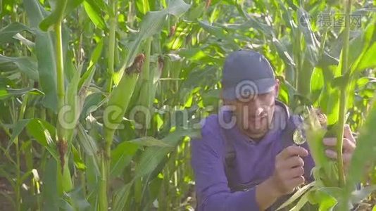 人夹着玉米芯，用放大镜检查视频
