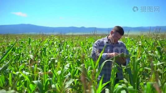 玉米地里的农夫。 男农对田间有机玉米植株进行质量检测视频