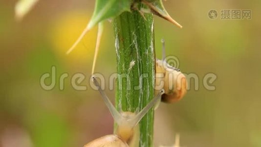 植物茎上的小蜗牛时间流逝视频