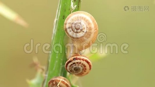 植物茎上的小蜗牛时间流逝视频