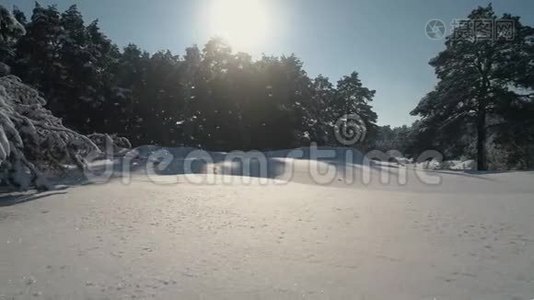 冬林空中摄影.. 白雪覆盖的松树的俯视图。 大雪中高大的树木视频