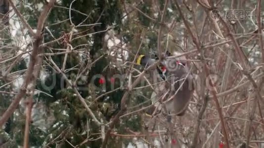 俄罗斯的冬天。 美丽的鸟儿吃浆果。视频