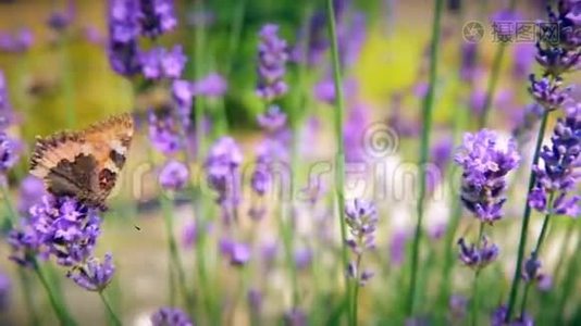 蝴蝶和蜜蜂收集花的花粉视频