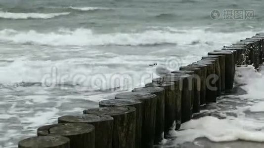 波罗的海丁坝上的黑头海鸥。狂风暴雨。视频