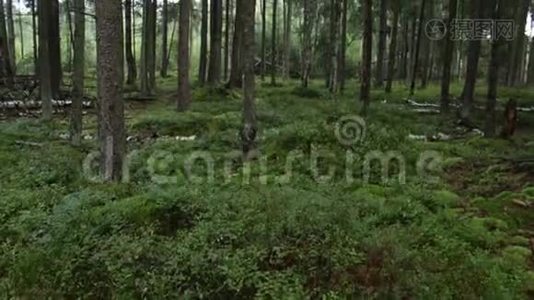 森林里的松树视频