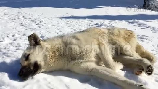 在阳光明媚的冬日，睡在雪地上的狗视频