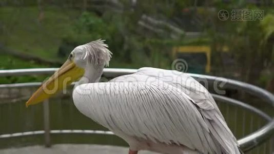 一只大鸟坐在热带鸟类公园的栏杆上视频