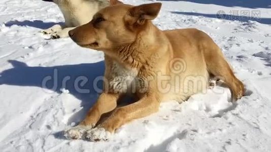 在阳光明媚的冬日，睡在雪地上的狗视频