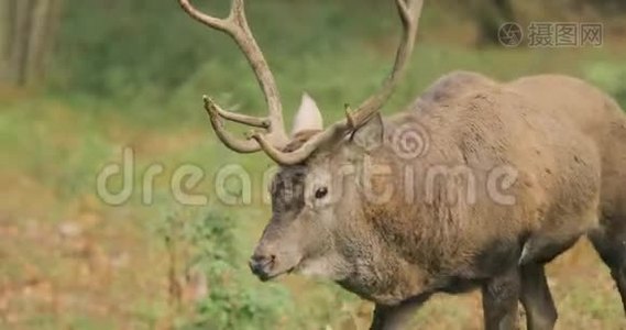 白俄罗斯。 雄欧洲红鹿或鹿鹿在秋天的森林里散步。 高加索地区欧洲大部分地区的红鹿栖息地视频