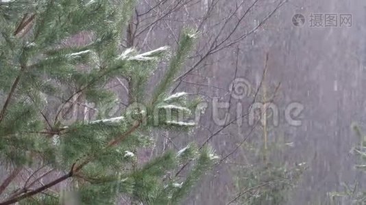 在树木的背景下下雪视频