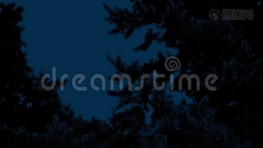 夜晚微风中的松树视频