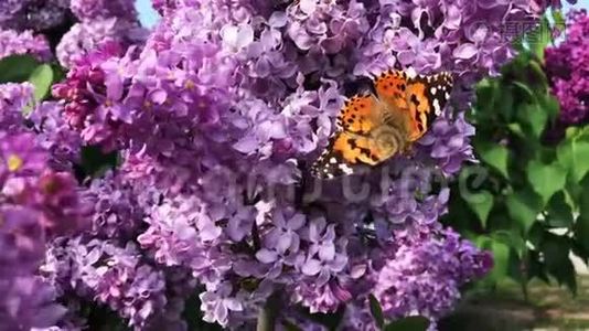 阳光明媚的一天，一只蝴蝶坐在丁香花上。视频
