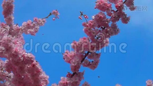 蜜蜂飞来采集樱桃树上的花粉视频