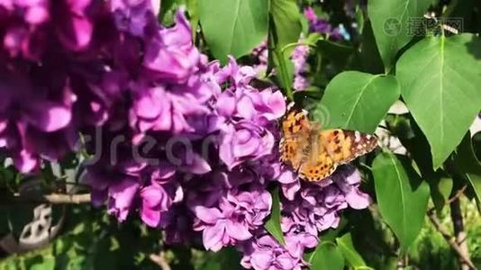 阳光明媚的一天，一只蝴蝶坐在丁香花上。视频