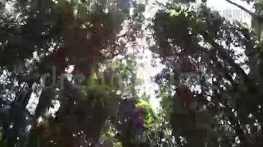 雨林冠层3.视频