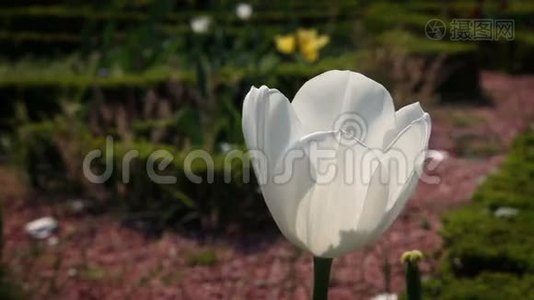 一朵白色的郁金香花视频