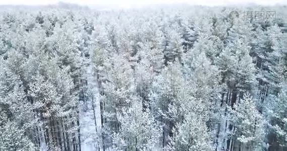 4空中射击。 在冰冻的雪云杉森林上空飞行。 北方冬季景观。 上面的风景。 美丽的自然背景视频