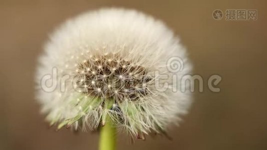 春天的花朵，微风中的绿草中的蒲公英，宏观的视野，4K慢动作视频