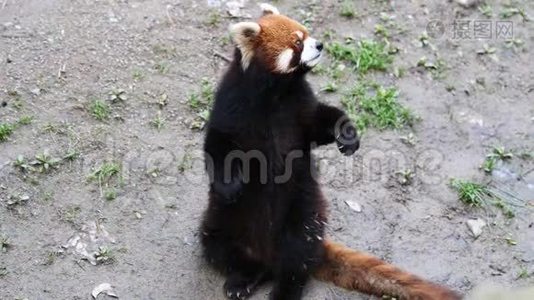 小熊猫Ailurus Fulgens，也叫小熊猫，站起来挥舞着手臂要食物，4K视频，慢动作视频