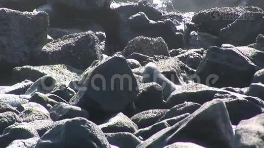 海豹狮子放松在石头海滩加拉帕戈斯。视频