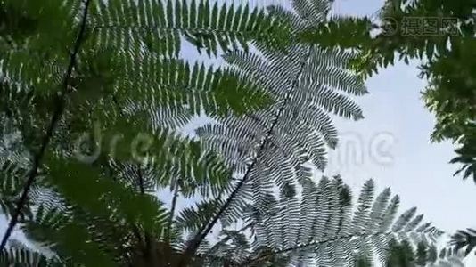 热带雨林上面的绿色巨型蕨叶视频