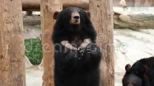 一只滑稽的喜马拉雅山黑熊站在它的后爪子上，看着某人，问食物的肖像。 4K视频慢动作视频