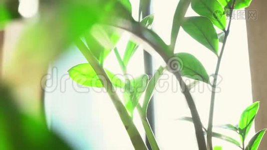 在早晨的阳光下，窗台上放着绿叶的盆栽植物，特写视频