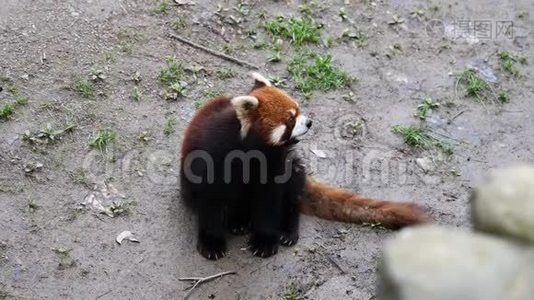 小熊猫Ailurus Fulgens，也叫小熊猫，站起来挥舞着手臂要食物，4K视频，慢动作视频