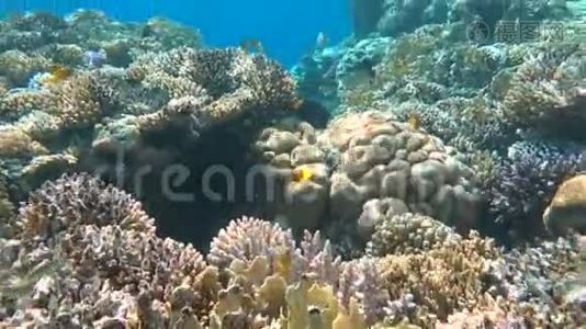 热带珊瑚礁。 埃及沙姆沙伊赫Ras Mohamed水下鱼类视频