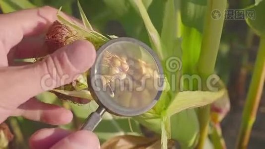 农民用放大镜近距离观察有机农田甜玉米害虫。视频