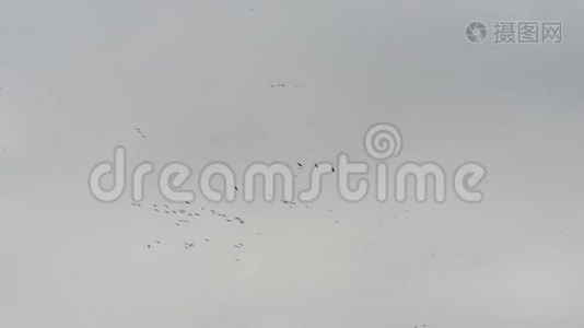 一群鹤鸟在空中盘旋。 德国秋季鸟类迁徙视频