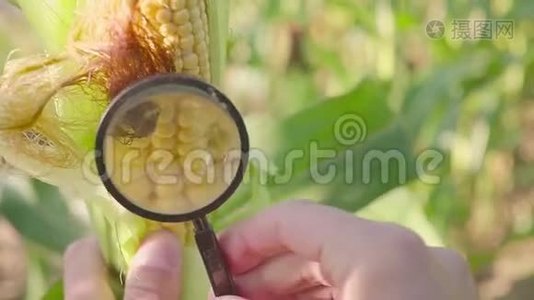 农民用放大镜近距离观察有机农田甜玉米害虫。视频