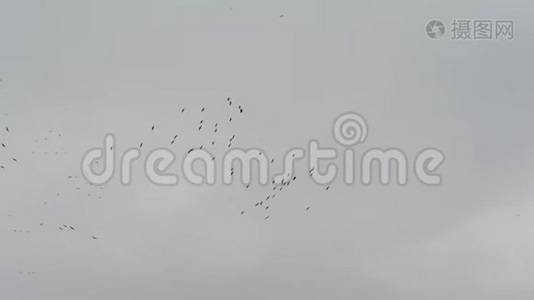 一群鹤鸟在空中盘旋。 德国秋季鸟类迁徙。视频