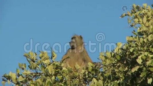 狒狒坐在树顶上视频