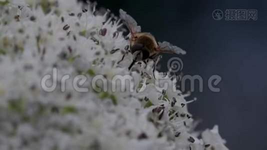 苏格兰六月，从一个巨大的猪草花头采集花蜜视频