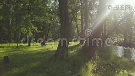 美丽的空中拍摄，一条溪流沿着森林的景观流过，阳光穿过树木视频