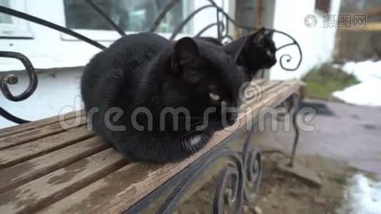 两只类似的黑猫在长凳上放松，休息，玩耍，有尾巴的有趣的动物视频