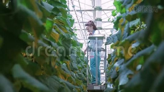 园丁关心温室里的植物，站在高到玻璃天花板的机器平台上。视频