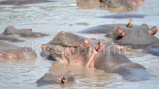 非洲河马的野生草本植物在泥泞的河水中沉睡视频
