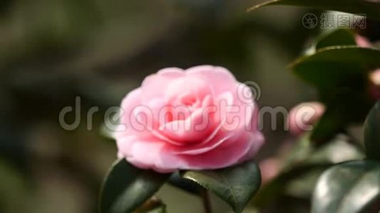 春季系列花卉：微风中的粉红色山茶花，山茶，从离焦到聚焦花卉，近景，视频