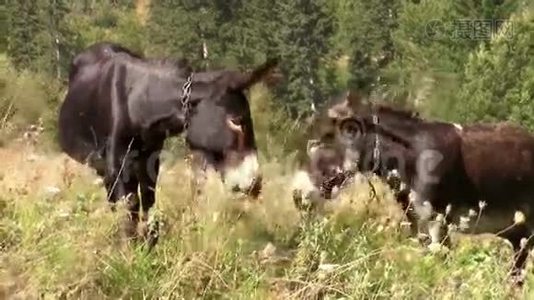 两只骡子在高山牧场放牧视频