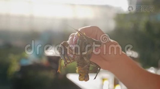 小龙虾在水中用香料和草药烹饪。 热煮小龙虾。 龙虾特写..视频