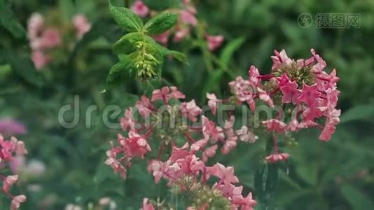 美丽的粉红色花，花园里有水滴。 在淋雨，特写，动态场景，调色视频..视频