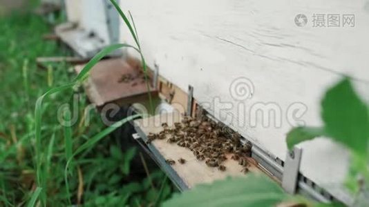 在木蜂窝背景上的蜜蜂视频
