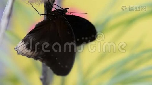热带黑色蝴蝶扇动翅膀.视频