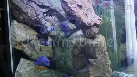 鱼在水族馆里游泳视频