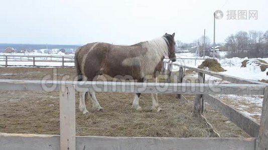 围场里的马，在冬天..视频